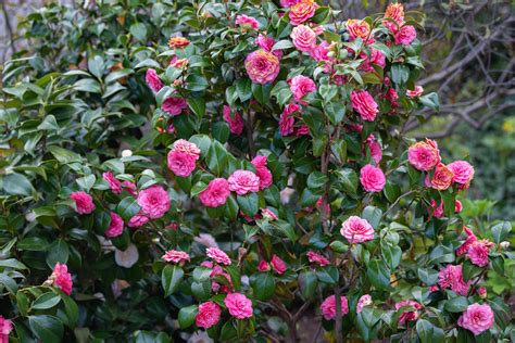 How to Grow and Care for Japanese Camellia