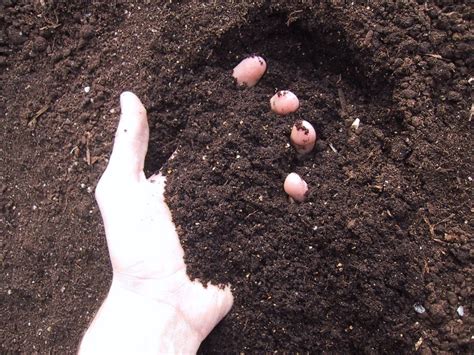 Como deve ser o solo para o cultivo de hortaliças | Blog da Plantei