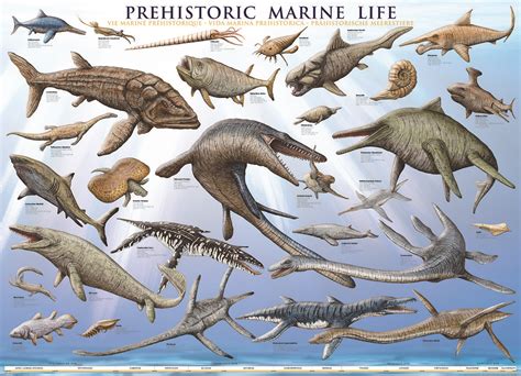 EuroGraphics Prehistoric Marine Life 1000-Piece Puzzle. Explore over two dozen sea creatures ...