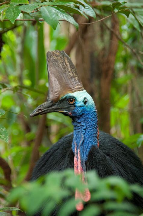 Cassowary Credits: Market-Based Mechanisms for Investment into ...