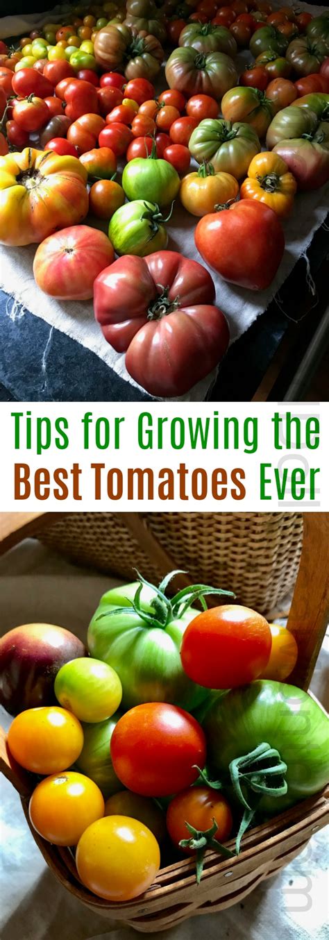 Tips for Growing the Best Tomatoes Ever - One Hundred Dollars a Month