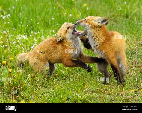 Red Fox babies at play Stock Photo - Alamy