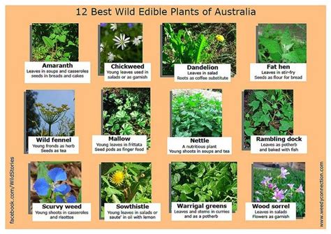 12 best edible wild plants of Australia | Edible wild plants, Plants in australia, Wild edibles