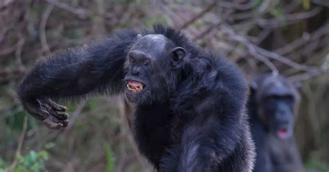 Human vs chimp fight 'tested' by scientists to discover who would win ...