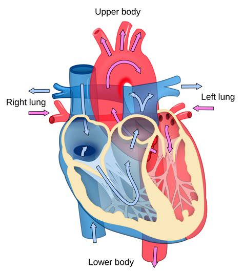 Heart Diagram Clipart at GetDrawings | Free download