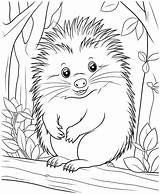 Porcupine Zoo coloring Page Animals 28770672 Vector Art At Vecteezy sketch template