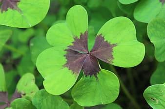klee, four leaf clover, green, vierblättrig, lucky clover, symbol, luck | Pikist