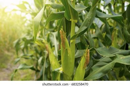 Corn Field Sunset Stock Photo 683258470 | Shutterstock