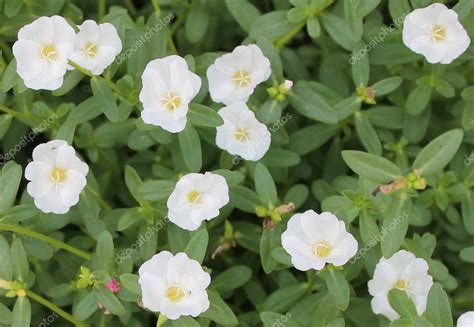 Beautiful White Portulaca Oleracea Flower Background Colorful Variety Flower Also — Stock Photo ...