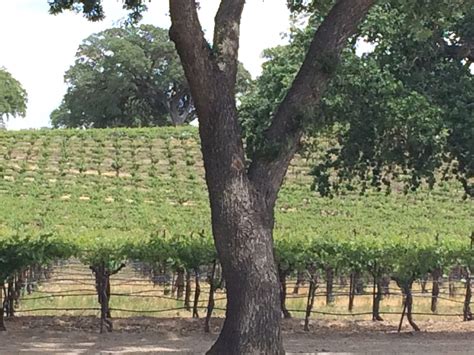 Paso Robles Wine Tasting- Tips on Etiquette, Cost, and What to Expect - Miffie Seideman