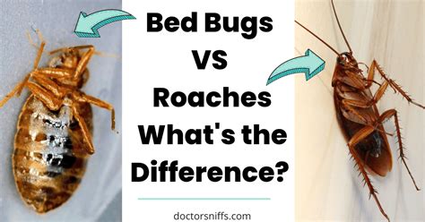 Bed Bugs vs Roaches: What are the Differences?