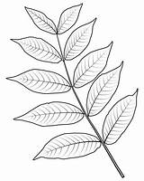 Black Walnut Leaf coloring Page  Free Printable Coloring Pages sketch template