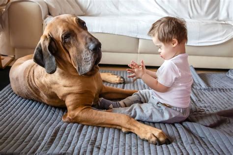 Can Dogs Have Down Syndrome? - Pet Life World