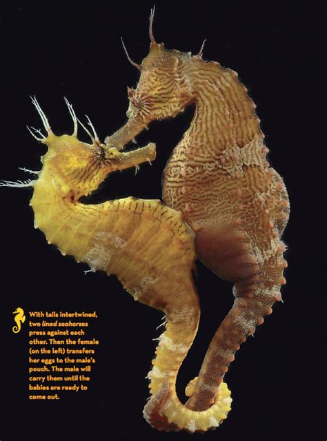 Mating | Seahorse, Ocean creatures, Sea animals