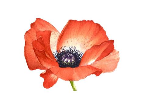 Red Poppy flower, Image for prints on Tshirt Painting by Mahsa Watercolor Artist - Fine Art America