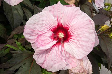 Hardy Hibiscus: Plant Care & Growing Guide