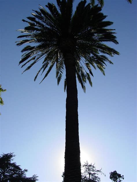 California State Tree | Flickr - Photo Sharing!