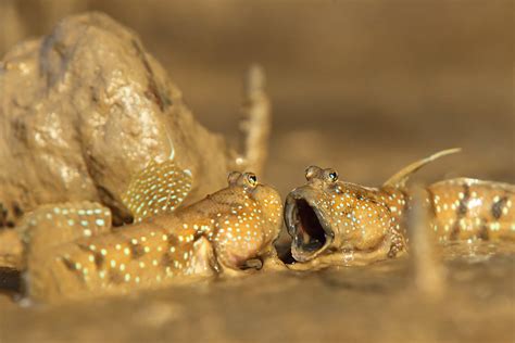 True Facts About the Amazing Amphibious Mudskipper