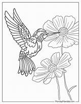 20 Hummingbird Coloring Pages Free PDF Printables sketch template