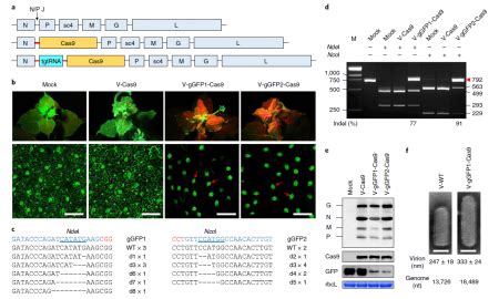 Highly efficient DNA-free plant genome editing using virally delivered ...