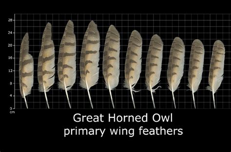 How To Identify Owl Feathers - Best Guide On Recognizing Owl Feathers ...