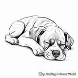 Boxer Dogs Coloring Pages  Free & Printable sketch template