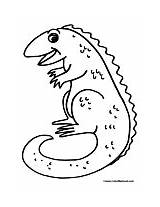 Photos  Bild Galeria COLORING PAGE IGUANA sketch template
