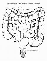 Printable Stomach Coloring Page  Home sketch template