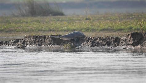 Wildlife Punjab