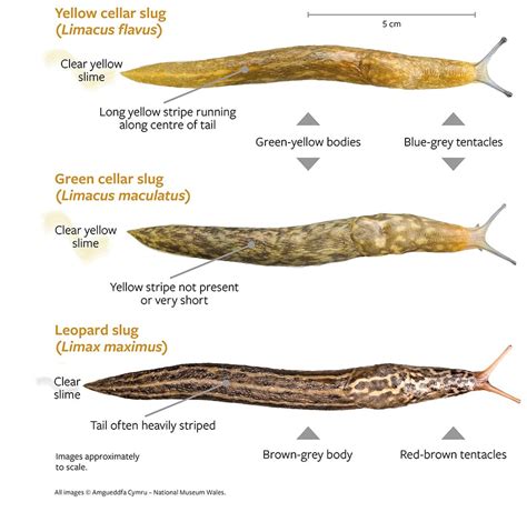 Slugs - RHS survey to help research / RHS Gardening