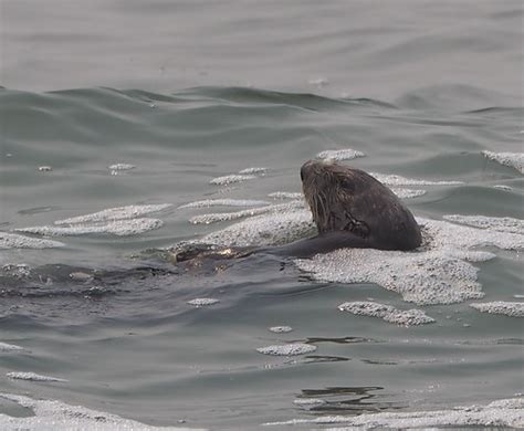 Southern Sea Otter, Enhydra lutris nereis | Monterey Co. CA … | Flickr