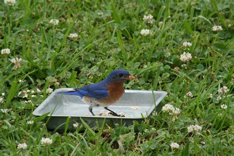 IMG_0586 | Eastern Bluebirds eating mealworms. Daddy bluebir… | Flickr