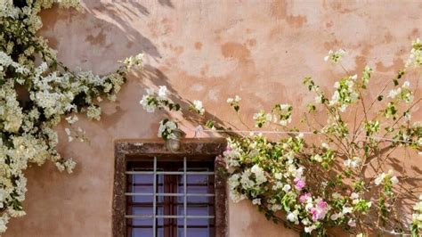 How to Grow a Bougainvillea on a Wall - WOW!