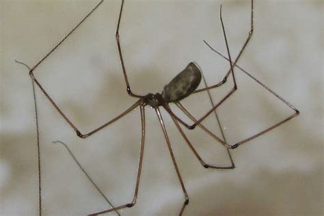 Cellar Spiders vs Daddy Long Legs (Harvestmen) – Difference? – Fauna Facts