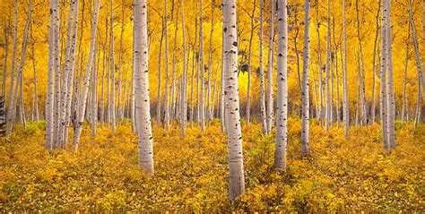 Best Aspen Tree Stock Photos, Pictures & Royalty-Free Images - iStock ...