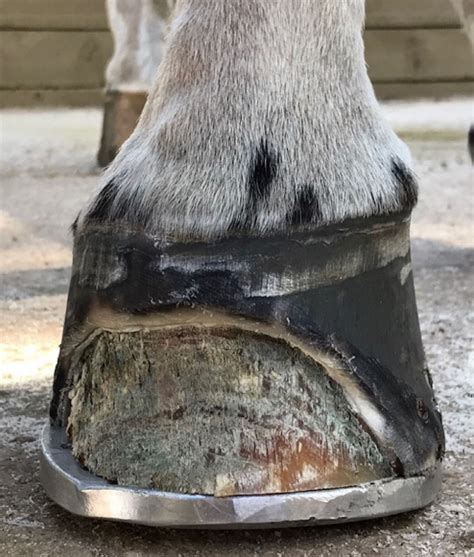 White Line Disease: Understanding the Silent Intruder of Horse Hoof Health for Horse Owners