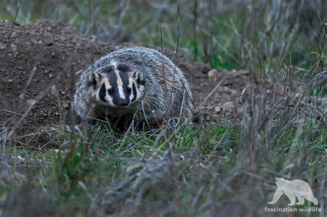 Point Reyes Wildlife - Fascination Wildlife