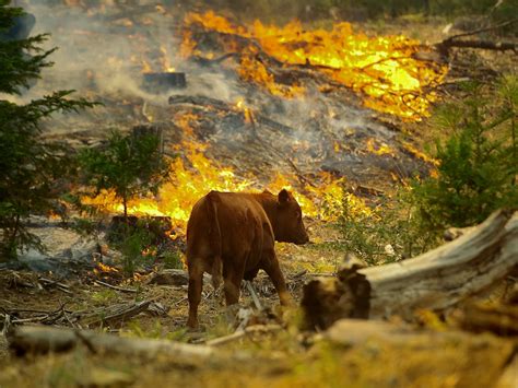 What Do Wild Animals Do in a Wildfire?