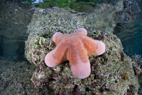 Granulated sea star (Choriaster granulatus) | World inside pictures