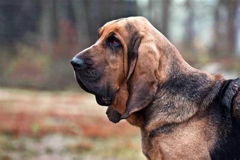 10 of the Least Needy Dog Breeds - You'll be Surprised! - PatchPuppy.com