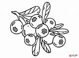 20  Berries Coloring Pages Free Printable PDF & Online sketch template