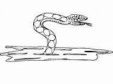 Snake Coloring Sea Pages Garter Printable Template Clipartmag Drawing  sketch template