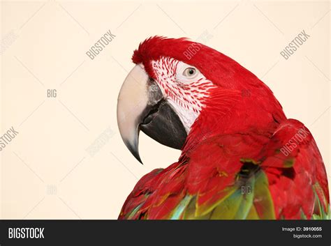 Scarlet Macaw Parrot Image & Photo (Free Trial) | Bigstock