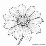Zinnia Coloring Pages  Free & Printable sketch template