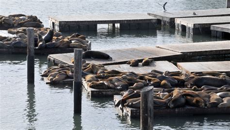 Seals On The Piers Free Stock Photo - Public Domain Pictures