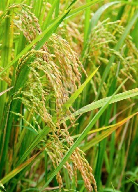 India's rice revolution - ARUNACHALA LAND