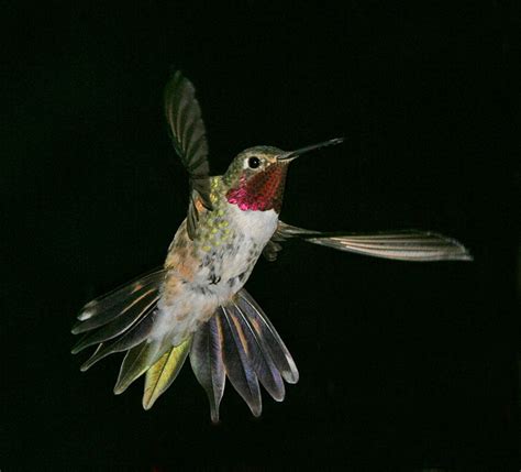 Colorado Hummingbirds