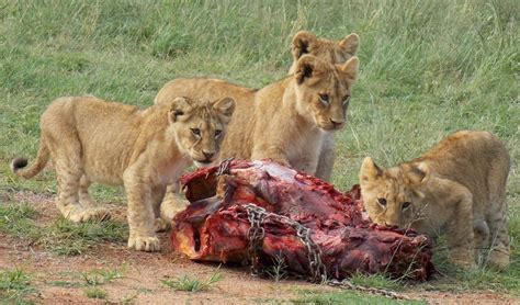 Mabalingwe Uzuri Lodge in Mabalingwe Nature Reserve, Bela Bela ...