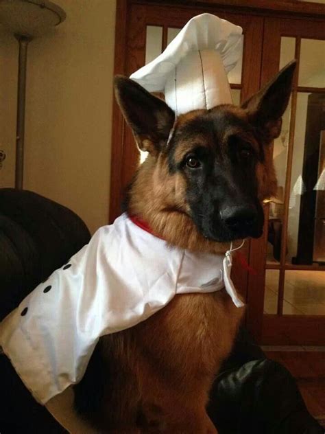 Top 10 German Shepherd Halloween Costumes That Will Drop Your Jaw! | Dog halloween, Dog ...