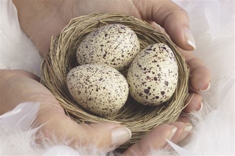 What Time of Year Do Wild Birds Lay Eggs? | Sciencing